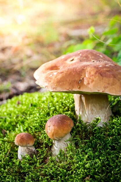 Cèpes sur mousse dans la forêt en été