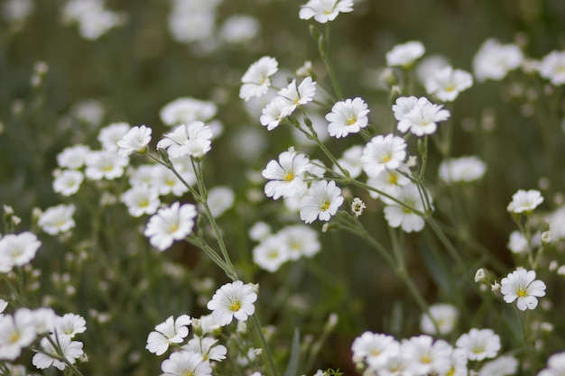 Cerastium biebersteinii fleurs blanches Groupe de stellaire boréale en fleurs Petites fleurs blanches en fleur