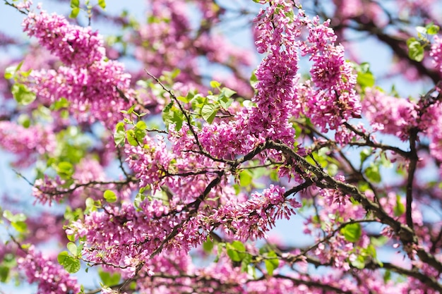 Cercis européen ou arbre de Judée ou écarlate européen Gros plan de fleurs roses de Cercis siliquastrum Cercis est un arbre ou un arbuste une espèce du genre Cercis de la famille des légumineuses