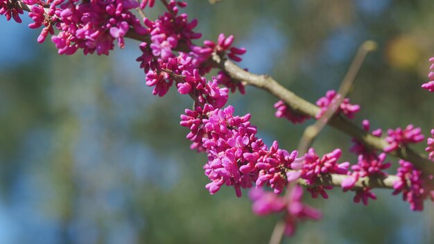 Le cercis européen est une fleur de printemps rose de l'arbre de Judas, le cercis siliquastrum, en gros plan.
