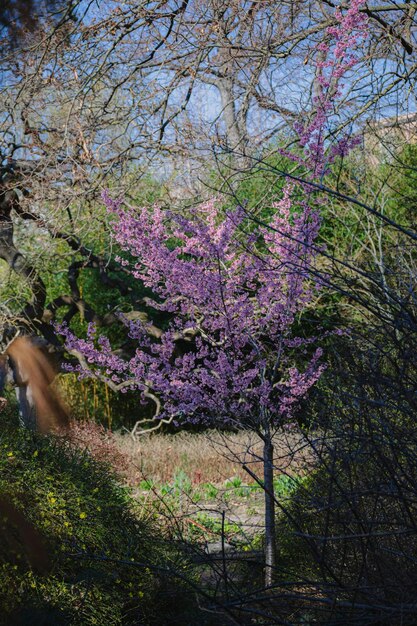 Photo cercis européen