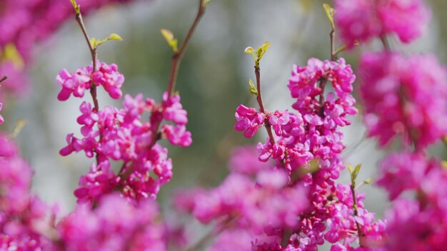 Cercis siliquastrum en fleurs magnifique arbre rouge fleurissant dans des tons roses et violets les branches sont proches