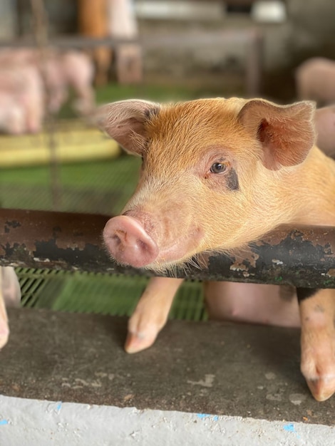 cerdo Amistades inséparables tocino cerdo porc ferme de porcelets