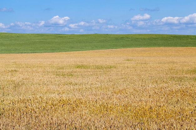 Céréales de blé jaune vert avant la récolte