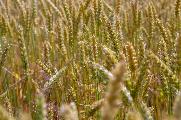 Céréales de blé jaune vert avant la récolte