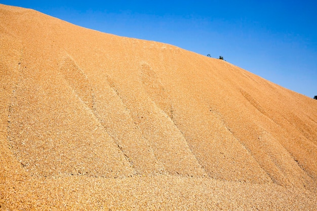 Céréales de blé