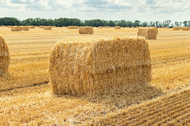 Céréales céréalières récoltées blé orge champ de grains de seigle, avec des meules de foin ballots de paille pieux de forme rectangulaire cubique