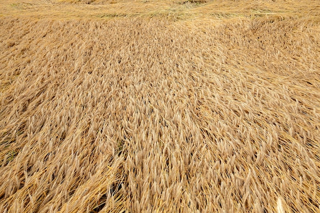 Céréales de champ agricole - Champ agricole sur lequel grandissent les céréales blé, Biélorussie, céréales mûres et jaunies, petite profondeur de champ