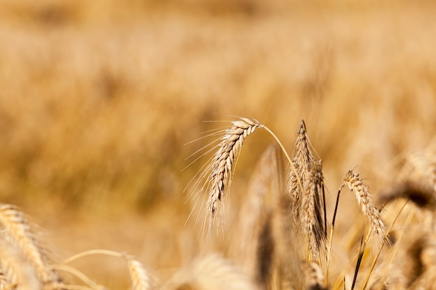 Céréales de champ agricole - Domaine agricole sur lequel grandissent les céréales blé, Bélarus, céréales mûres et jaunies,