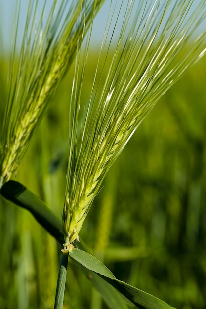 Céréales en gros plan