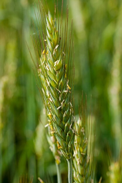 Céréales en gros plan