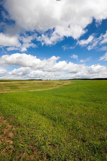 Céréales immatures - herbe verte non mûre poussant sur le terrain agricole