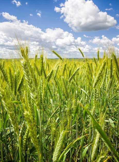 céréales immatures sur le terrain de la ferme