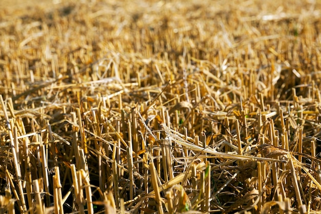 Céréales jaunes mûres