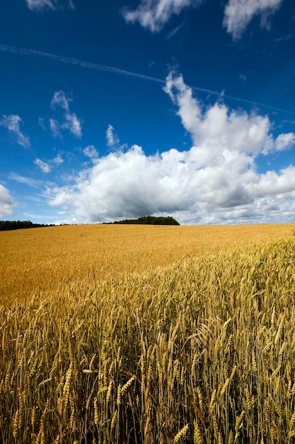 Céréales jaunes mûres