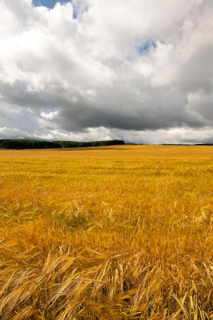 Céréales jaunes mûres