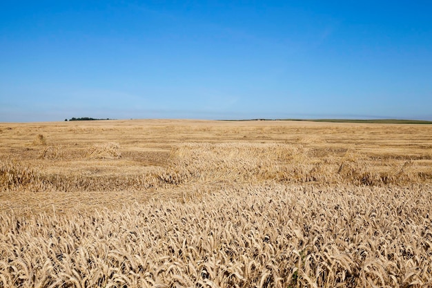 Céréales jaunes mûres