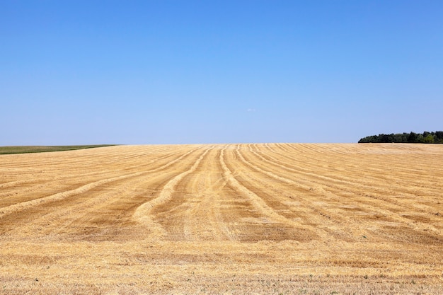 Céréales jaunes mûres