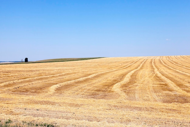 Céréales de plein champ