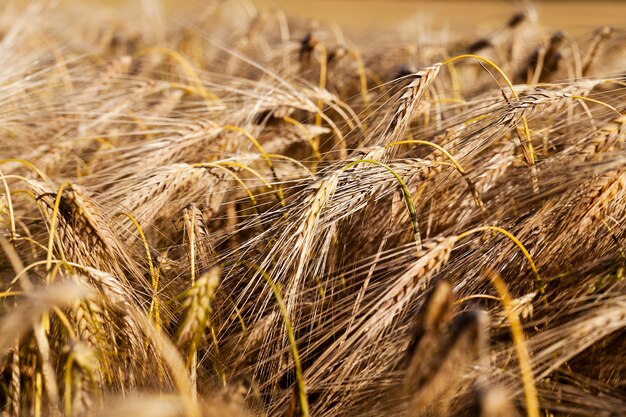 Céréales de plein champ