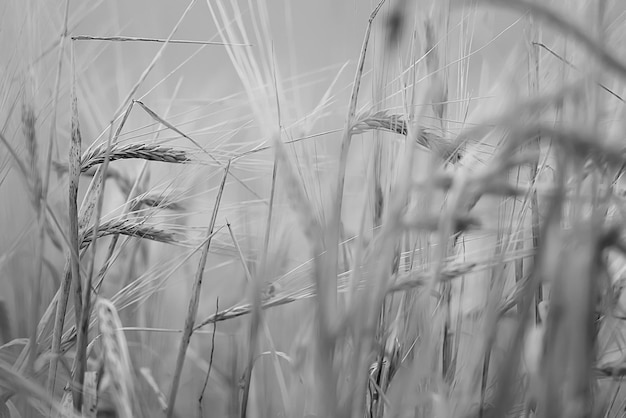 céréales récolte arrière plan crise agriculture