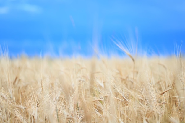 céréales récolte arrière plan crise agriculture