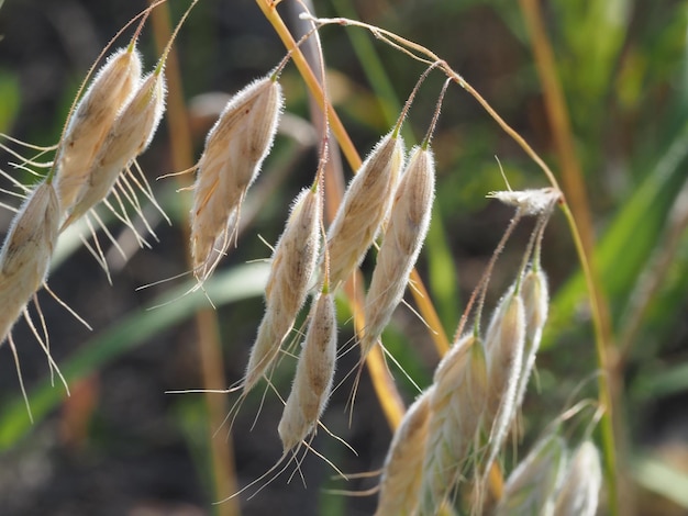 Photo céréales sauvages dans une prairie d'été