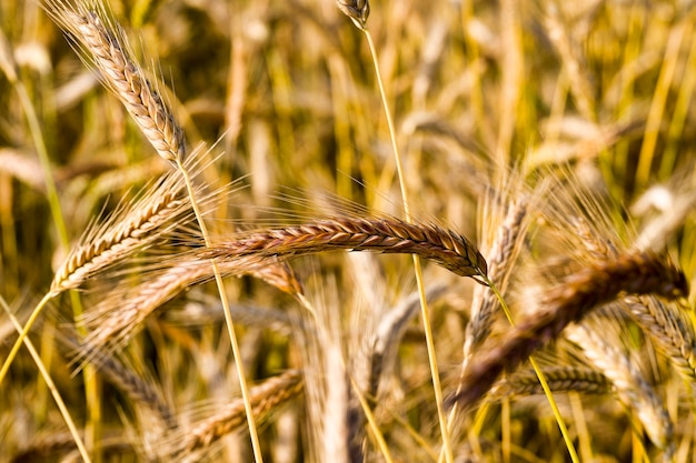 céréales sèches mûres