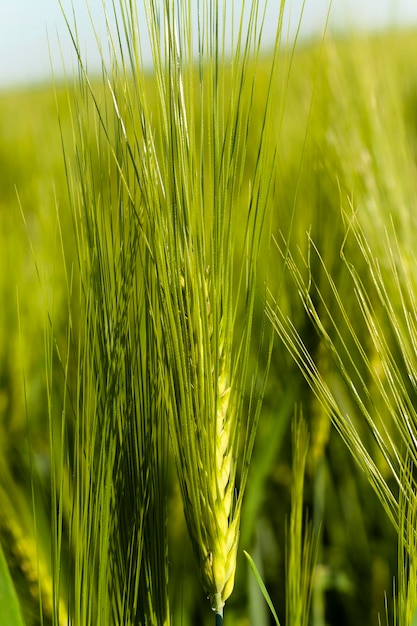 Céréales vertes printemps