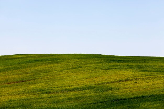 Photo les céréales vertes sont immatures dans un domaine agricole