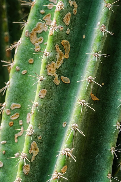 Cereus hildmannianus alias Reine de la nuit cactus texture gros plan