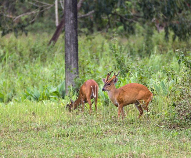 Photo le cerf aboiant dans la nature