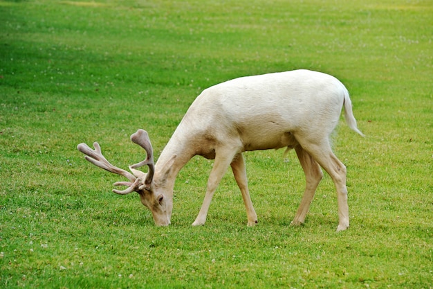 Cerf albinos