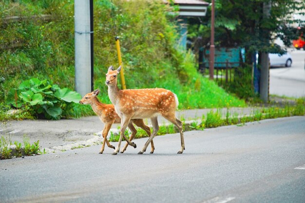 Cerf apparaissant dans l'espace humain au Japon