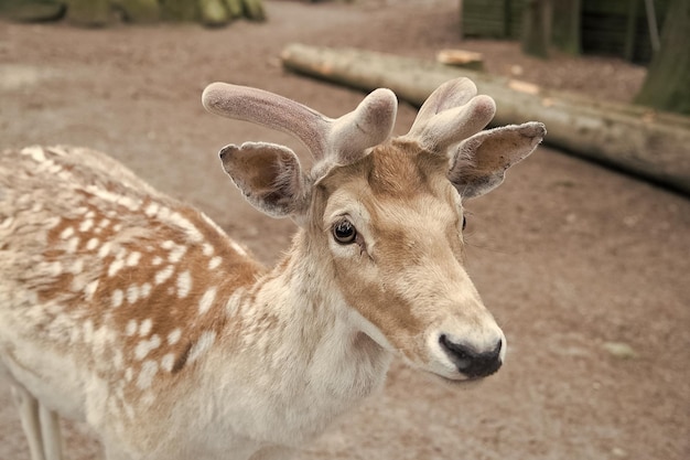 Cerf au zoo Jeune cerf se relaxant au zoo Tendres cornes douces de petit animal Magnifique cerf en gros plan Cerf dans un environnement naturel fond de nature Droits des animaux