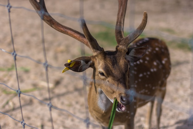 Cerf au zoo