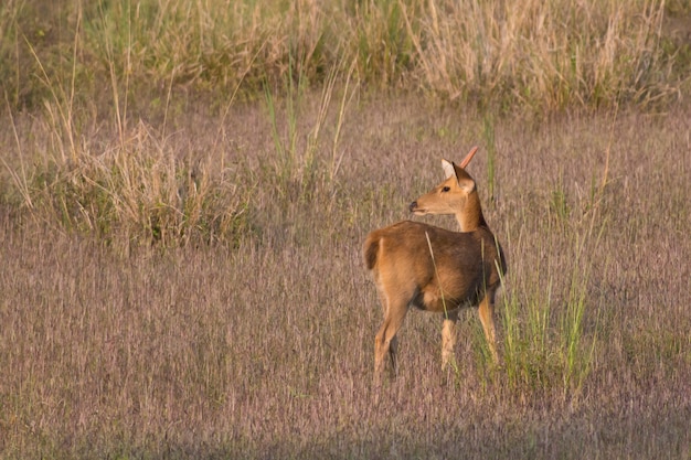 Cerf Barasingha