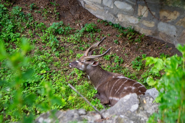 Un cerf avec des bois est vu dans une forêt.