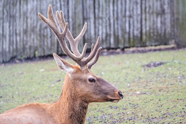 Cerf avec bois sur fond flou dans la réserve_