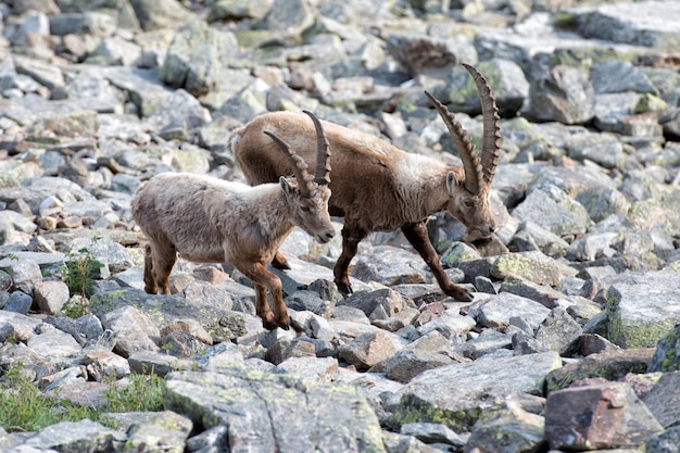 Cerf bouquetin longhorn mouton Steinbock