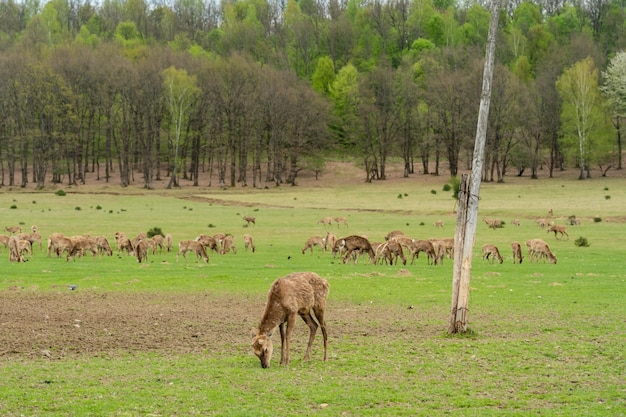 Cerf broutant sur un champ d'herbe verte dans une ferme