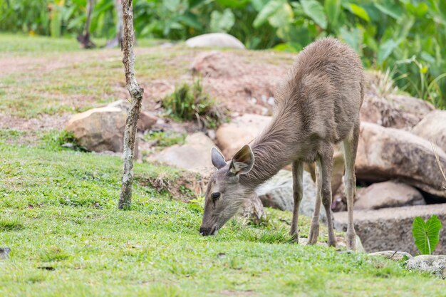 Cerf broute dans l&#39;herbe large