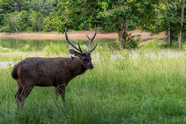 Le cerf brun mâle est beau la corne est dans le parc forestier