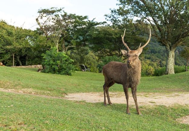 Cerf cerf au mont Wakakusa