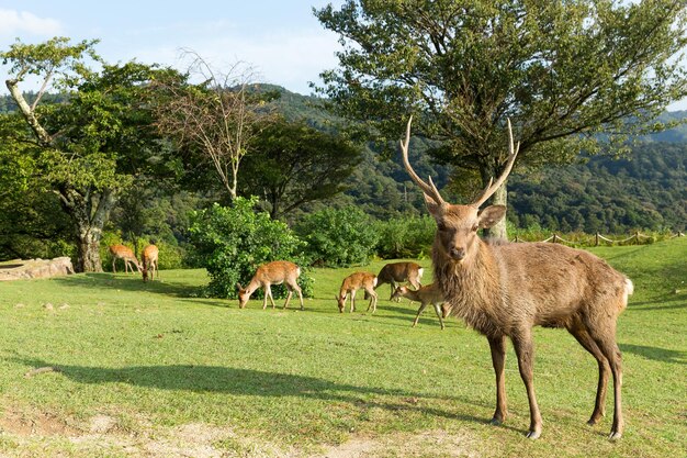 Cerf cerf en montagne