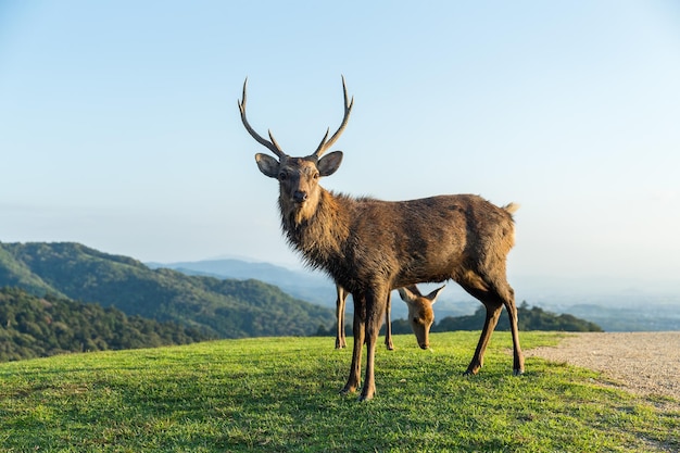 cerf cerf, à, montagne