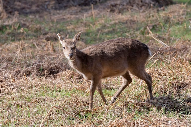 Cerf Cervus elaphus Wexford Irlande