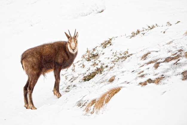 Photo cerf chamois dans le fond de la neige