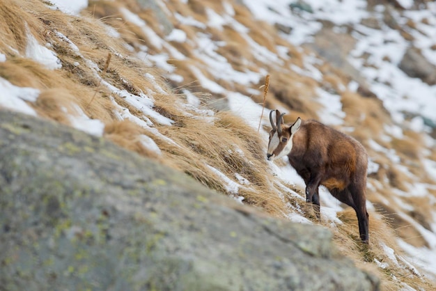 Un cerf chamois isolé dans le fond de la neige