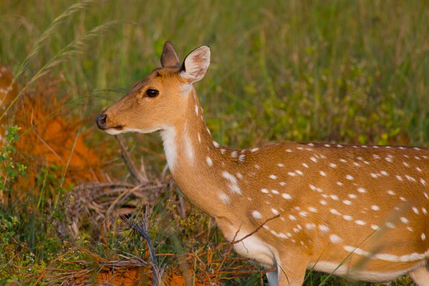 Cerf Chital